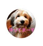 歌舞伎犬スタンプ（個別スタンプ：6）