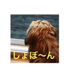 歌舞伎犬スタンプ（個別スタンプ：7）