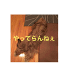 歌舞伎犬スタンプ（個別スタンプ：8）