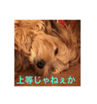 歌舞伎犬スタンプ（個別スタンプ：11）