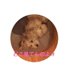 歌舞伎犬スタンプ（個別スタンプ：12）