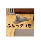 歌舞伎犬スタンプ（個別スタンプ：13）