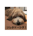 歌舞伎犬スタンプ（個別スタンプ：14）
