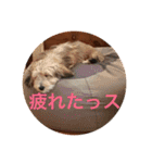 歌舞伎犬スタンプ（個別スタンプ：15）
