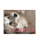 歌舞伎犬スタンプ（個別スタンプ：16）