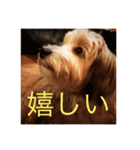 歌舞伎犬スタンプ（個別スタンプ：17）