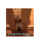 歌舞伎犬スタンプ（個別スタンプ：18）