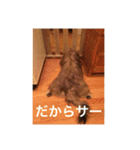 歌舞伎犬スタンプ（個別スタンプ：20）