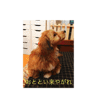歌舞伎犬スタンプ（個別スタンプ：23）