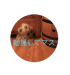 歌舞伎犬スタンプ（個別スタンプ：24）