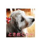 歌舞伎犬スタンプ（個別スタンプ：26）