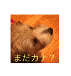 歌舞伎犬スタンプ（個別スタンプ：27）