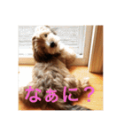 歌舞伎犬スタンプ（個別スタンプ：28）
