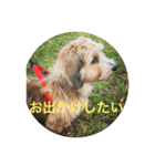 歌舞伎犬スタンプ（個別スタンプ：29）