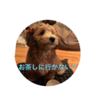 歌舞伎犬スタンプ（個別スタンプ：30）