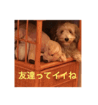 歌舞伎犬スタンプ（個別スタンプ：31）