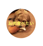 歌舞伎犬スタンプ（個別スタンプ：33）