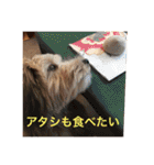 歌舞伎犬スタンプ（個別スタンプ：34）