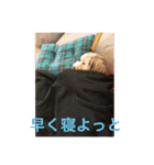歌舞伎犬スタンプ（個別スタンプ：35）