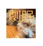歌舞伎犬スタンプ（個別スタンプ：36）