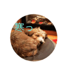 歌舞伎犬スタンプ（個別スタンプ：37）