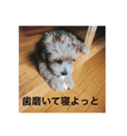 歌舞伎犬スタンプ（個別スタンプ：38）