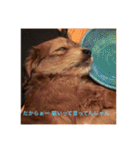 歌舞伎犬スタンプ（個別スタンプ：39）