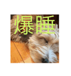 歌舞伎犬スタンプ（個別スタンプ：40）