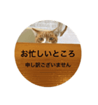 チャロちゃん（個別スタンプ：2）