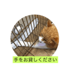 チャロちゃん（個別スタンプ：3）