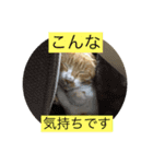 チャロちゃん（個別スタンプ：5）