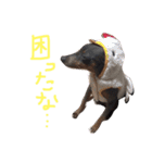ミニピンぶるちゃん②（個別スタンプ：6）