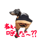 ミニピンぶるちゃん②（個別スタンプ：8）