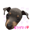 ミニピンぶるちゃん②（個別スタンプ：9）