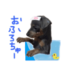 ミニピンぶるちゃん②（個別スタンプ：12）