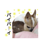 ちわわたち②（個別スタンプ：26）