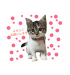 3にゃんこず（個別スタンプ：4）