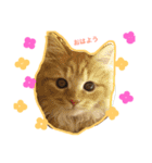 3にゃんこず（個別スタンプ：10）