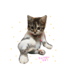 3にゃんこず（個別スタンプ：13）