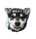 黒柴 善汰（個別スタンプ：1）
