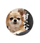 犬の表情スタンプ（個別スタンプ：7）