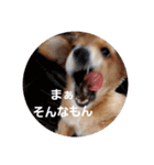 犬の表情スタンプ（個別スタンプ：32）