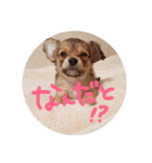 犬の表情スタンプ（個別スタンプ：37）