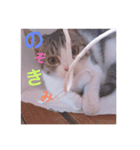 おもち pt2（個別スタンプ：2）