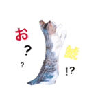 おもち pt2（個別スタンプ：4）