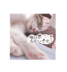 おもち pt2（個別スタンプ：10）