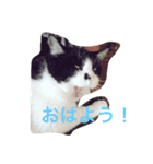 うちの猫ちゃんたち。（個別スタンプ：1）