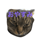 うちの猫ちゃんたち。（個別スタンプ：2）