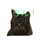 うちの猫ちゃんたち。（個別スタンプ：3）