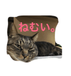 うちの猫ちゃんたち。（個別スタンプ：4）